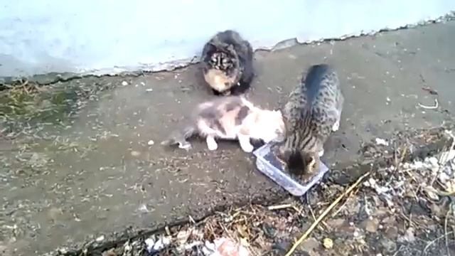 СМЕШНЫЕ ВИДЕО КОТЫ И КОШКИ 2016 ПРИКОЛЫ С КОТАМИ И КОШКАМИ 2016 #85 смотреть онлайн