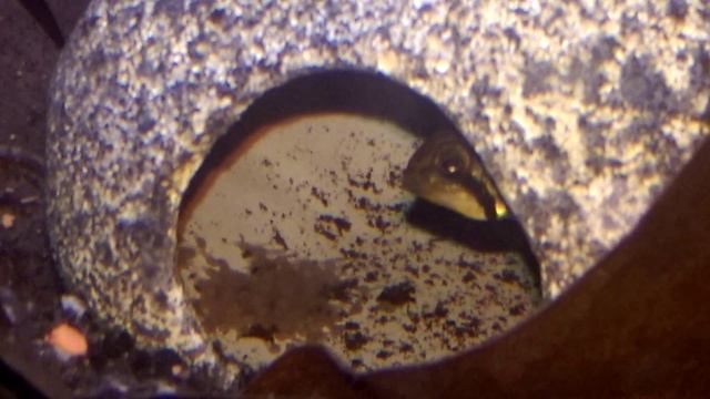 Apistogramma Cacatuoides Fries. смотреть онлайн