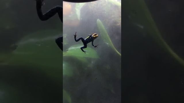 Ranitomeya Amazonica смотреть онлайн