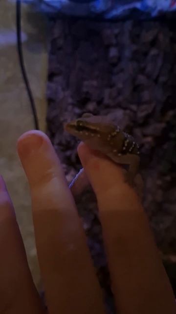 Второй день, а уже спокойно сидит на руках #gekko #recommended #ящер #реки #light смотреть онлайн