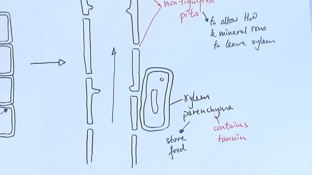 AS Biology - Transport systems in plants (OCR A Chapter 9.1) смотреть онлайн