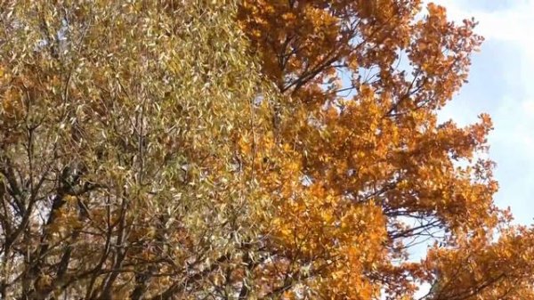 Там где осень