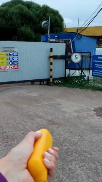 Ультразвуковой отпугиватель собак в действии смотреть онлайн