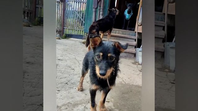 Тузик ищет дом смотреть онлайн