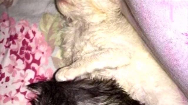 Два маленьких котенка из всех сил согревали больную сестру, но скоро у них появилась необычная мама смотреть онлайн