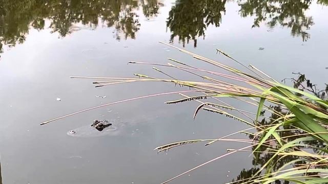 Alligator in the rain Florida Botanical Gardens July 24 2024 смотреть онлайн