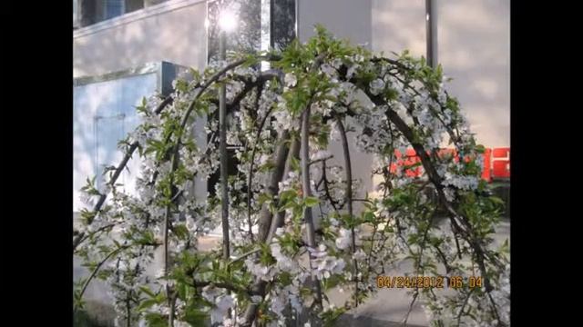 Апрель в Донецке.avi