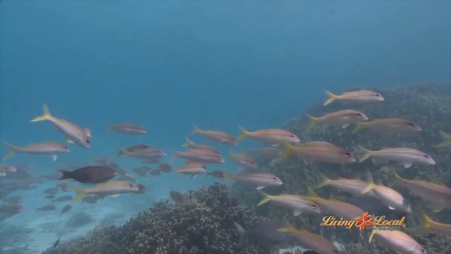 Oceanfront Fine Grining at Opakapaka Grill and Bar смотреть онлайн