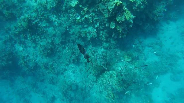 Snorkeling. Hotel Savoy. Red Sea. Egypt