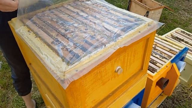 Расширение третьим корпусом двух маточную семью. смотреть онлайн