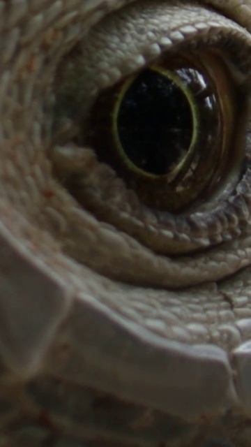 WOW! What is that? #wildlife #wildlifephotography #empireofwildlife #faunaandflora смотреть онлайн