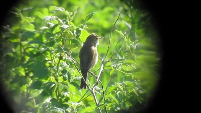 Pikkukultarinta / Booted Warbler / Hippolais caligata / 10.6.2011 смотреть онлайн