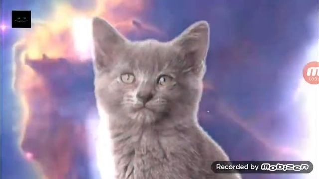 Космос мяу - мяу до слёс