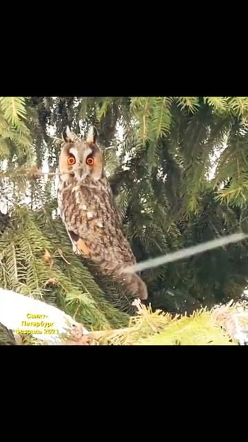 Филин в Санкт-Петербурге смотреть онлайн