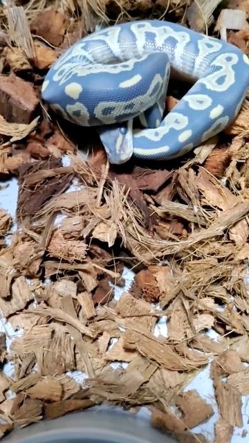 Blue Ball Python!? Blackhead DG in shed...#ballpython #snake #fyp #pets #reels смотреть онлайн