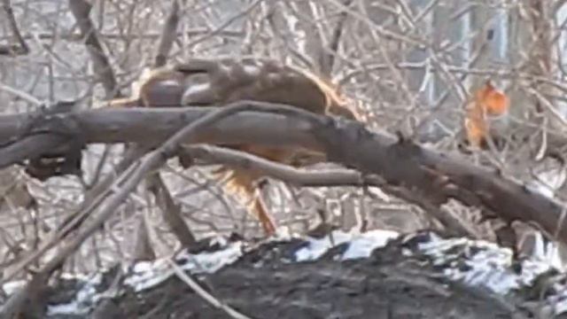 Хищник в городе смотреть онлайн