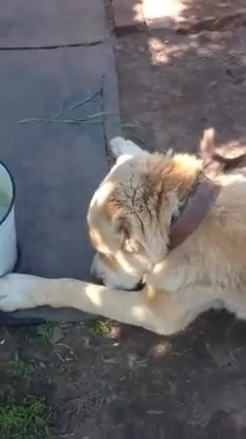 Кокшетау. Кошка делает массаж собаке)) смотреть онлайн