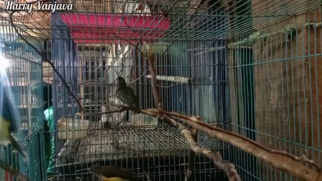 Jenis Kolibri - Harga burung kolibri смотреть онлайн