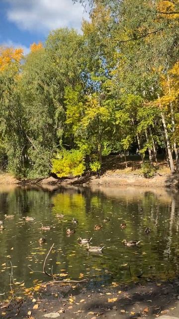 Утиная семья на воронежских озёрах В Самаре #Самара смотреть онлайн