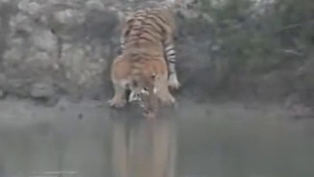 Royal Bengal tiger drinking water captured in hidden camera смотреть онлайн
