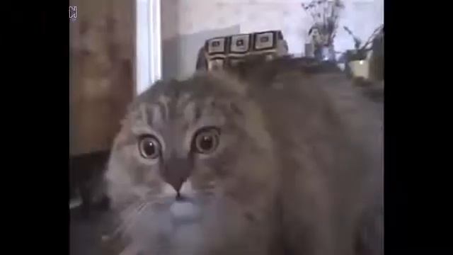 Поющий ржачный кот смотреть онлайн