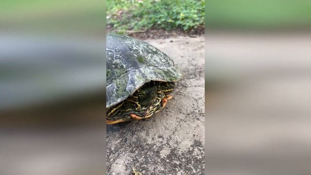 5-Minute Flora and Fauna (Ep. 3): Painted Turtle смотреть онлайн