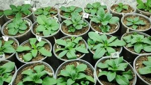 Обязательно сделайте так с петунией после пересадки. Петуния растет как на дрожжах. Важные подкормки