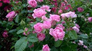 Роза ШАНТАЛЬ МЕРЬЕ (Chantal Merieux) Massad Франция, 1999