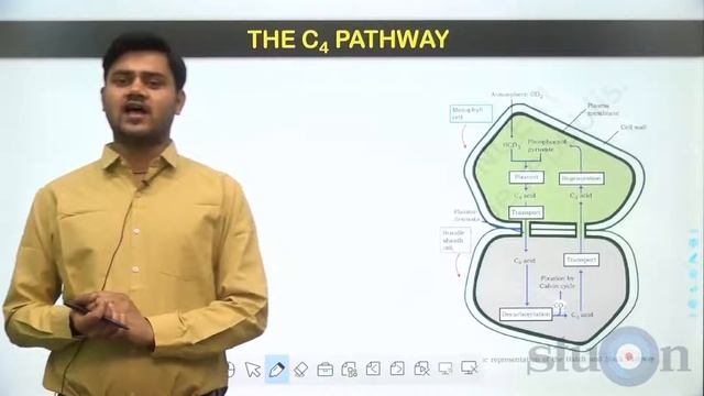 Day-36 | Photosynthesis In Higher Plants | The Electron Transport, C4 Pathway, etc. смотреть онлайн