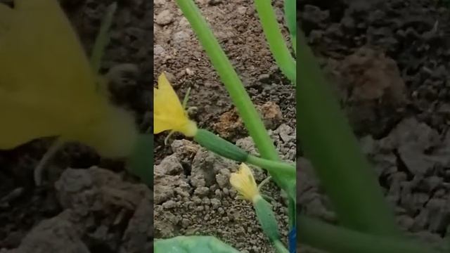 20 - в(97 243 21 49) Дехонларни ДОД деб юборишди Биогумус кучидан смотреть онлайн