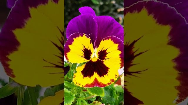 MonteFlowers spring 2023 смотреть онлайн