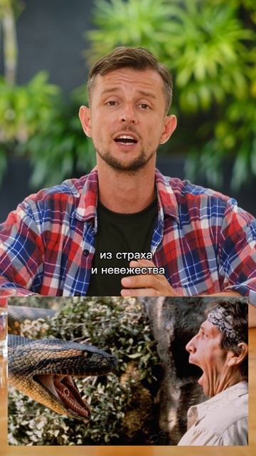 Польза змей на Бали #бали смотреть онлайн