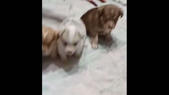 Собачки віддам Шепетівка 24 09 21 4 смотреть онлайн