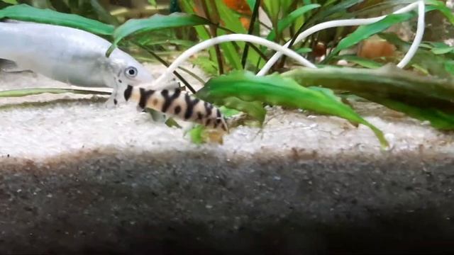 Loche Botia lohachata смотреть онлайн