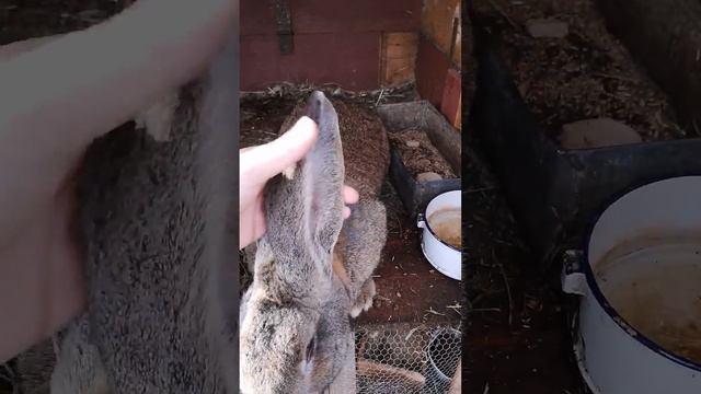 Заек Белгийски Великан RABBIT смотреть онлайн