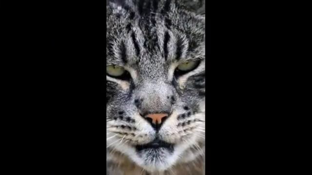 Фото котика и кролика . смотреть онлайн