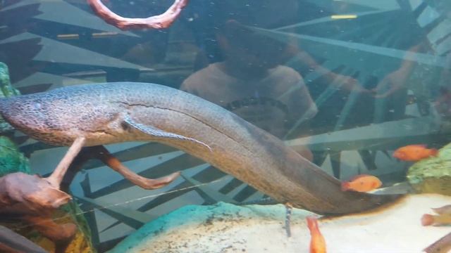 Московский зоопарк🦧🐆 и минусы, о которых нужно знать‼️. Трофейная техника на Поклонной горе⛰️. смотреть онлайн