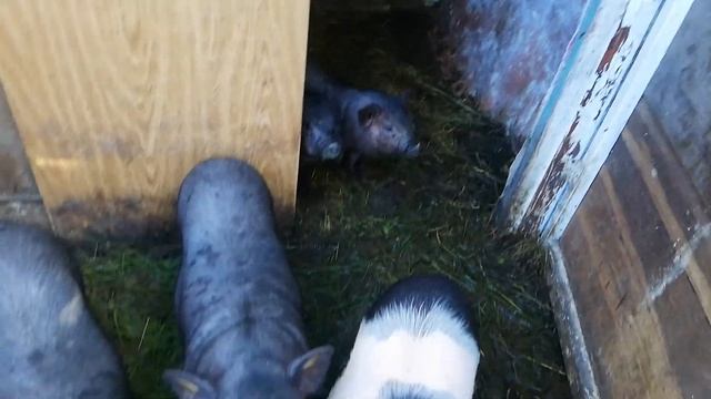 как правельно выбрать вьетнамских свиней. смотреть онлайн