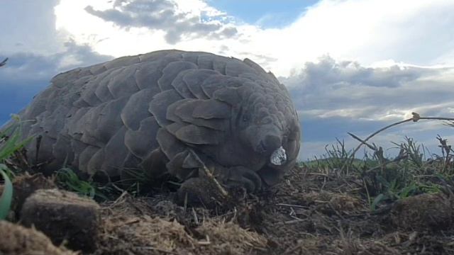 СМЕШНОЙ ПАНГОЛИН (Funny pangolin. Tanzania.) смотреть онлайн