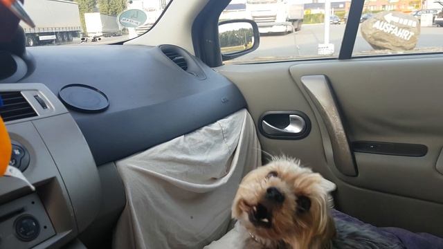 Dog Play , Hund, Собака , 狗 Prinz 狗吠,dog begs, Собака лает и гавкает Yorkshire смотреть онлайн