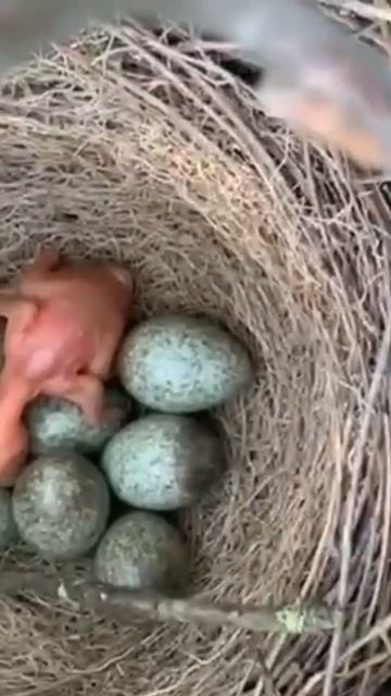 Common cuckoo out of the egg #shorts смотреть онлайн