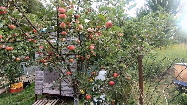 Vorbereitungen Für Den Winter, Obst Trocknen / Готовимся к зиме ,сушка фруктов /