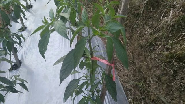 MANFAAT DAN CARA MENGGUNAKAN ANTRACOL UNTUK TANAMAN CABE смотреть онлайн