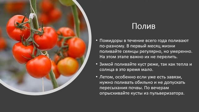 Огород на подоконнике