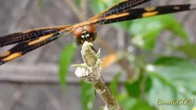 Dragonfly ।। Rhyothemis variegata।।Picture wing llজিঞা dragonfly #s смотреть онлайн
