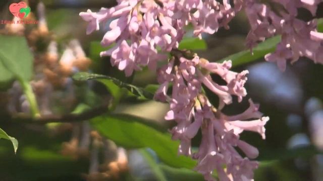 Легкие движения для лечения почек смотреть онлайн