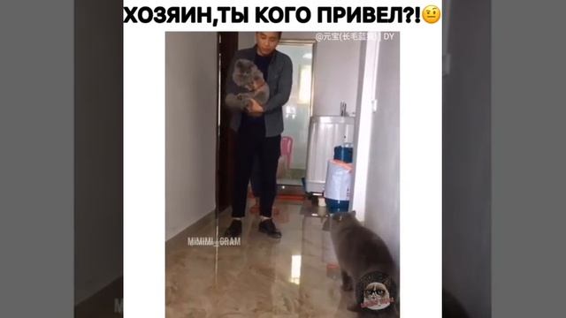 Злой кот спрашивает кого привел хозяин в дом! смотреть онлайн