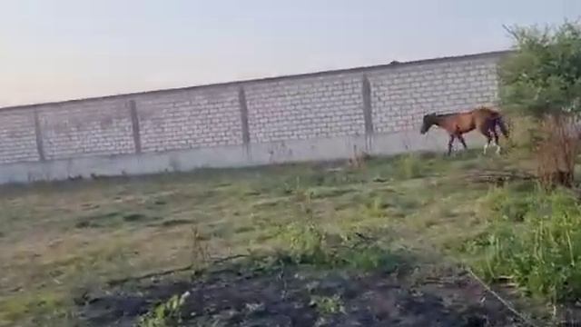 Орловские Рысаки " Кобыла Корона " " Жеребец Кременчуг " смотреть онлайн