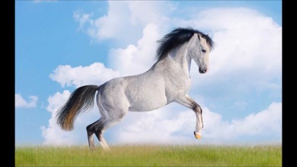 далеко ускакала молодая лошадь