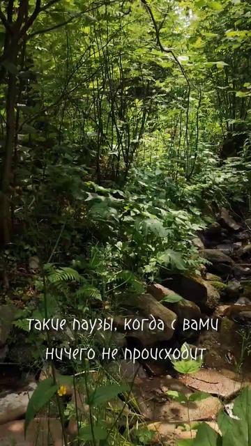 отдых в @nikolinhutor запомнится надолго 🌿 #атмосфера #природа #лес #сказка #отдых #подмосковье